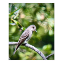 Western Wood Pewee Foto Afdruk