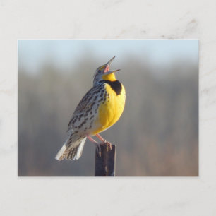 Westerne beemdgroeve in North Dakota Briefkaart