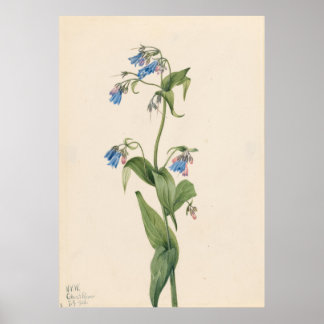 Westerne blauwe plekken (Mertensia paniculata) Poster