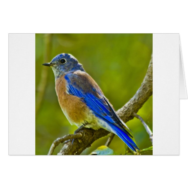 Westerne blauwvogel (Voorkant Horizontaal)