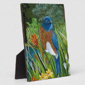 Westerne blauwvogel fotoplaat (Zijkant)