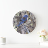 Westerne blauwvogel grote klok (Huis)