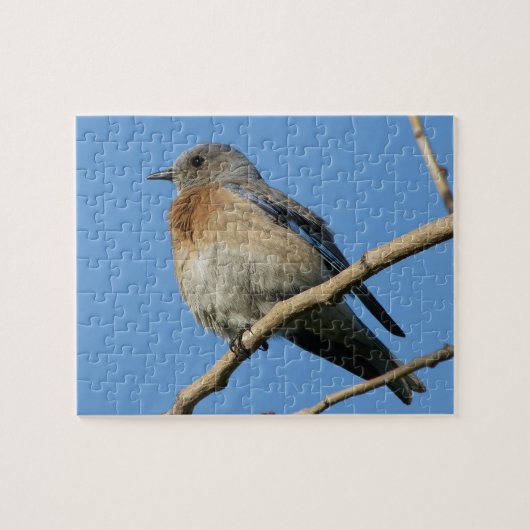 Westerne blauwvogel legpuzzel (Horizontaal)
