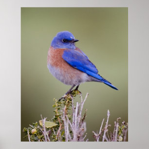 Westerne blauwvogel poster