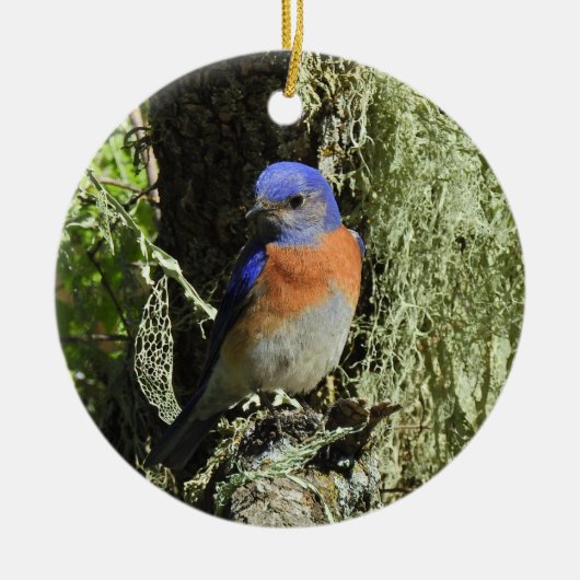 Westerne blauwvogel, wilde dieren, ornament (Voorkant)