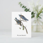 Westerne Bluebird, John Audubon Briefkaart (Staand voorkant)