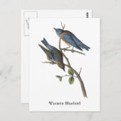 Westerne Bluebird, John Audubon Briefkaart (Voorkant / Achterkant)