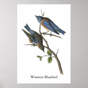 Westerne Bluebird, John Audubon Poster