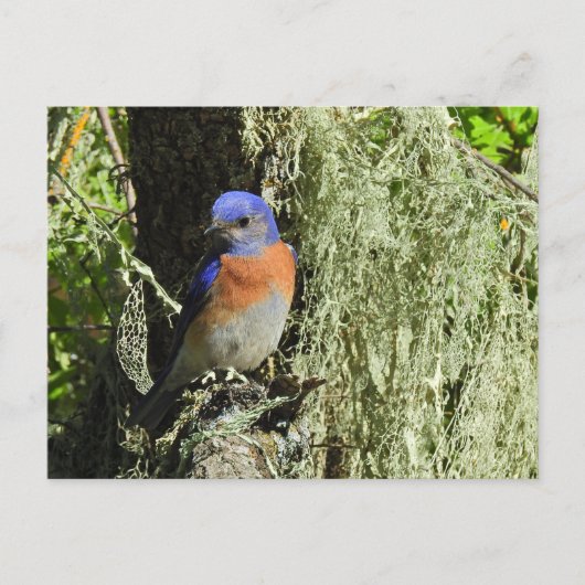 Westerne Bluebird, wildlife, briefkaart (Voorkant)