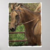 Westerne Buckskin Poster (Voorkant)