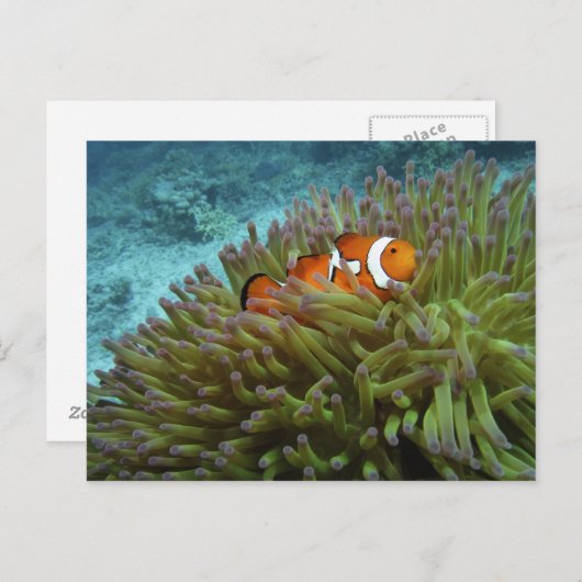 Westerne Clownvis ( Amphiprion ocellaris ) Briefkaart (Voorkant / Achterkant)