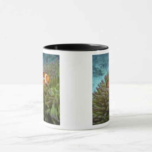 Westerne Clownvis ( Amphiprion ocellaris ) Mok (Midden)