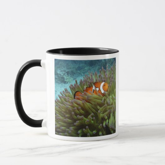 Westerne Clownvis ( Amphiprion ocellaris ) Mok (Links)