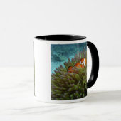 Westerne Clownvis ( Amphiprion ocellaris ) Mok (Voorkant rechts)