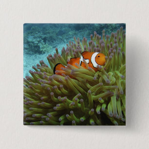 Westerne Clownvis ( Amphiprion ocellaris ) Vierkante Button 5,1 Cm