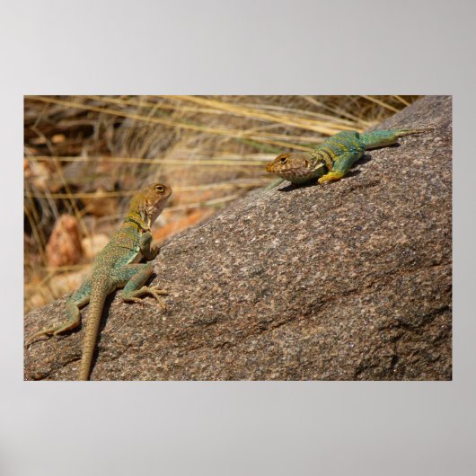 Westerne collared Lizards in Colorado Poster (Voorkant)