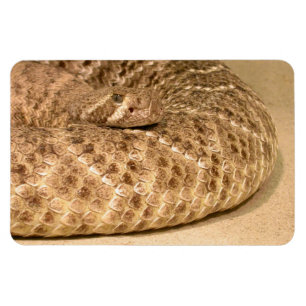 westerne diamondback ratelnake magneet