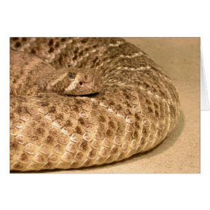 westerne diamondback ratelslang