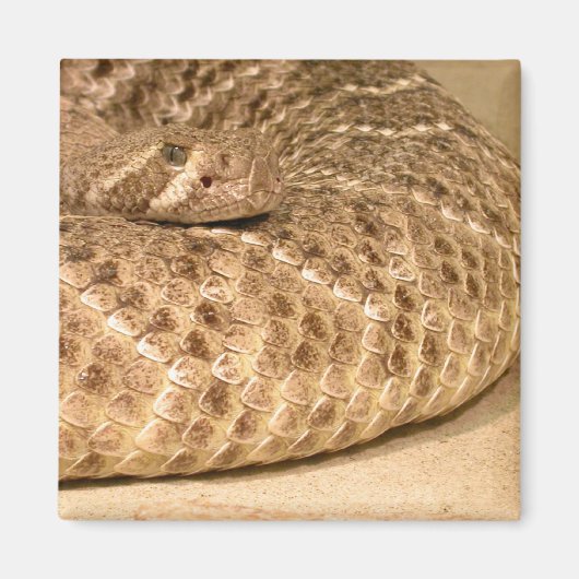 westerne diamondback ratelslang magneet (Voorkant)