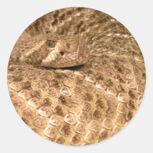 westerne diamondback ratelslang ronde sticker