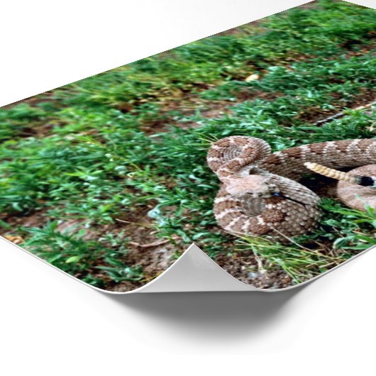 Westerne Diamondback Rattlesnake Poster (Hoek)