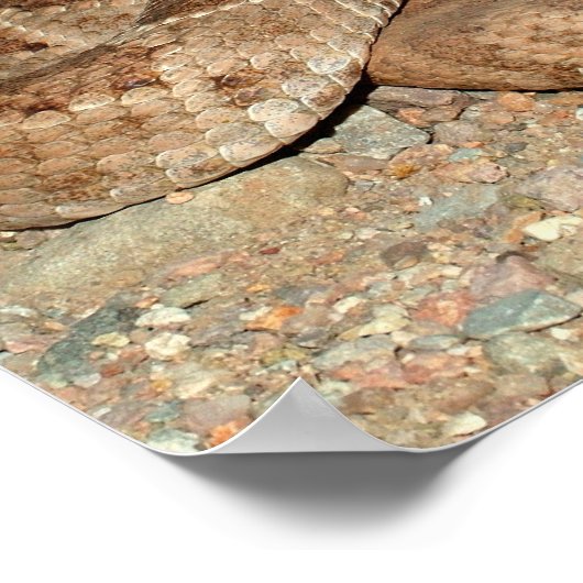 Westerne Diamondback Rattlesnake Poster (Hoek)
