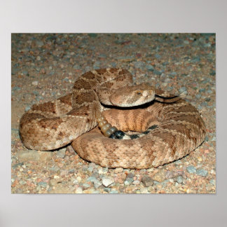 Westerne Diamondback Rattlesnake Poster