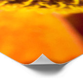 Westerne foto van honingbijen poster (Hoek)