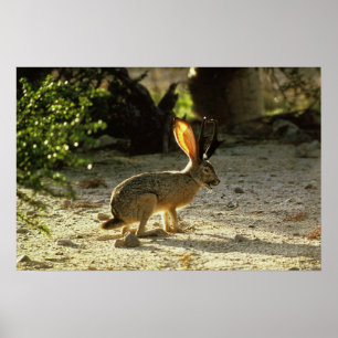 Westerne jachalope poster