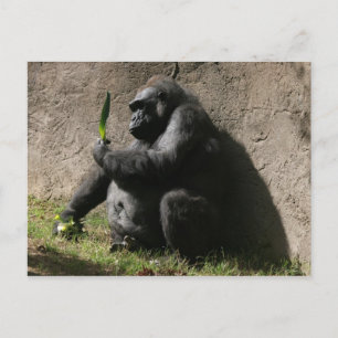 Westerne Lowland Gorilla Briefkaart
