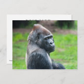 Westerne Lowland Gorilla Briefkaart (Voorkant / Achterkant)
