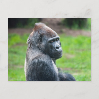 Westerne Lowland Gorilla Briefkaart