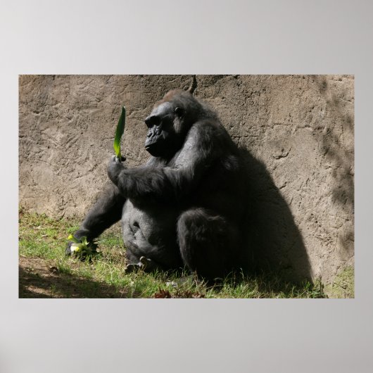 Westerne Lowland Gorilla Poster (Voorkant)