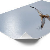 Westerne marsh harrier-foto afdrukken foto afdruk (Hoek)