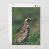 Westerne Meadowlark Briefkaart (Voorkant / Achterkant)