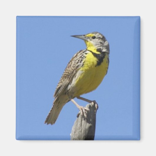 Westerne Meadowlark Magneet (Voorkant)