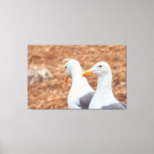 Westerne meeuwen canvas afdruk (Voorkant)