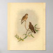Westerne  microeca Bird  print (Voorkant)