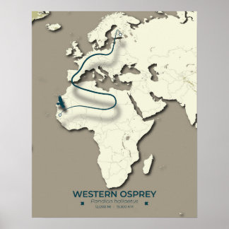 Westerne Osprey-migratiekaart – minimalistische Vi Poster