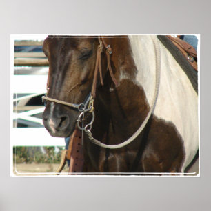 Westerne Pinto-Pony Poster