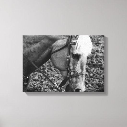 Westerne platte platte, zwarte en witte palomino-p canvas afdruk (Voorkant)
