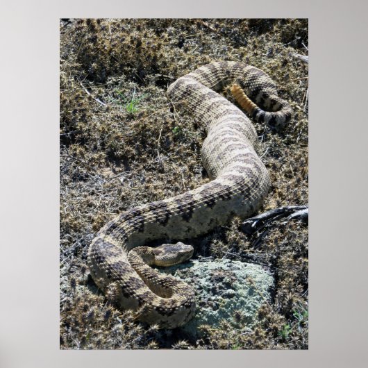 Westerne Rattlesnake Poster (Voorkant)