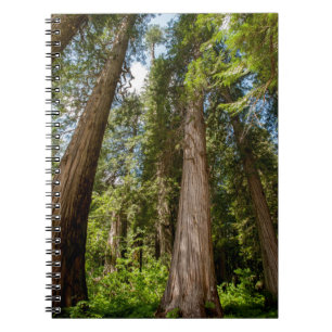 Westerne rode cedar-bomen notitieboek