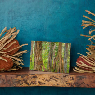 Westerne rode cedar-boom   Staat Washington Fotoplaat