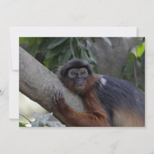Westerne Rode Colobus-aap