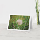 Westerne Salsify Plant Kaart (Voorkant)