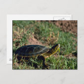 Westerne schildpad briefkaart (Voorkant / Achterkant)