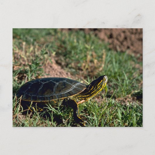 Westerne schildpad briefkaart (Voorkant)