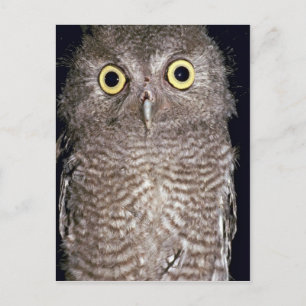 Westerne schroevuil, Otus kennicottii, Californië, Briefkaart