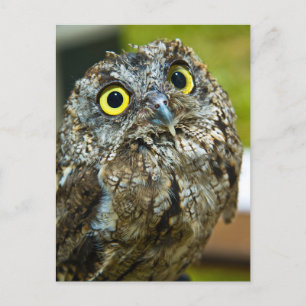 Westerne Screech Owl Close-up Foto Briefkaart